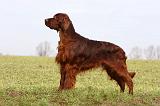 SETTER IRLANDAIS 539